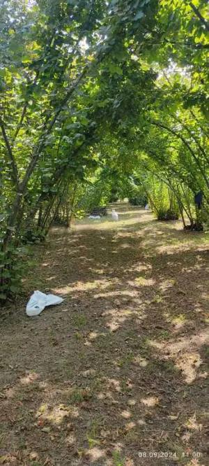 Oğuz, torpaq , satılır , 100 sot 