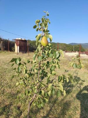 İsmayıllı, torpaq , satılır , 18 sot 