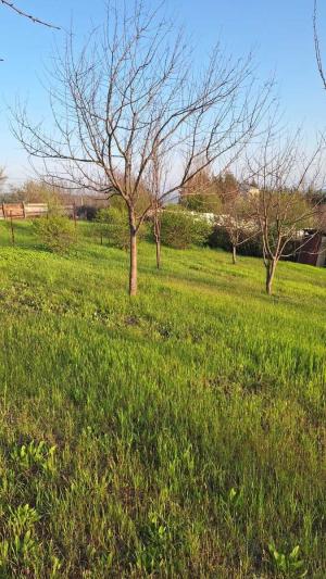 İsmayıllı, torpaq , satılır , 18 sot 