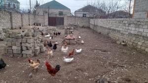 Bakı, torpaq 1 otaqlı, satılır , 3 sot , Sabunçu rayonu, Yeni Ramana