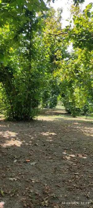 Oğuz, torpaq , satılır , 100 sot 