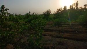 Bərdə, torpaq , satılır , 149 sot 