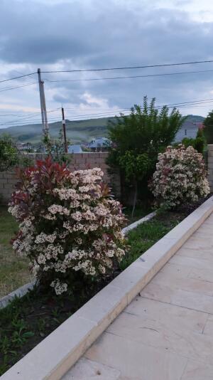 Şamaxı, həyət evi 4 otaqlı, günlük kirayə, 120 m²  