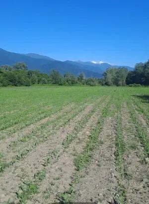 Qax, torpaq , satılır , 2600 sot 