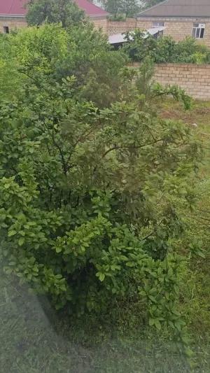 Tovuz, bağ/həyət evi 5 otaqlı, kirayə, 100 m² , 3 sot 