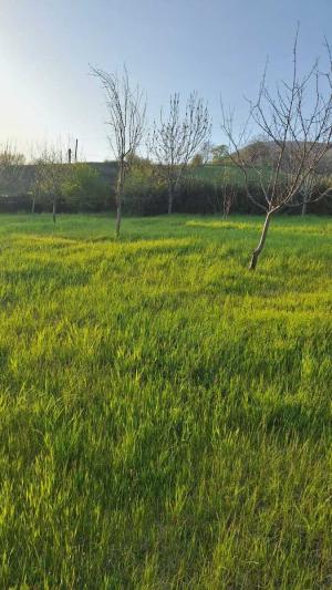 İsmayıllı, torpaq , satılır , 18 sot 