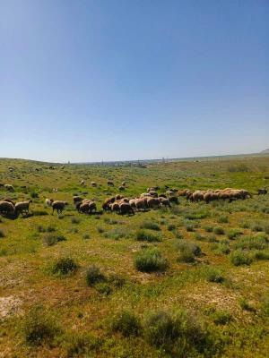 Hacıqabul, obyekt , satılır, 1000 m²  