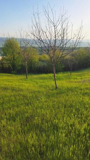 İsmayıllı, torpaq , satılır , 18 sot 