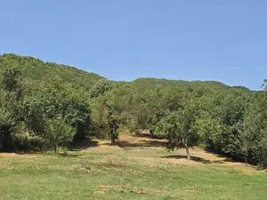 Şamaxı, torpaq , satılır , 42.1 sot 