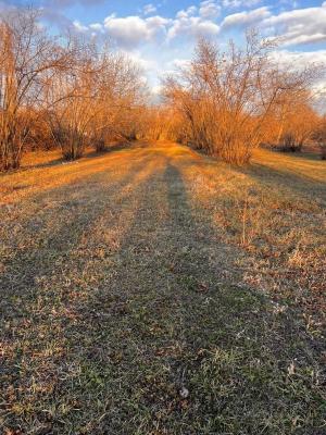 Qəbələ, torpaq , satılır , 30 sot 