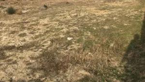 Abşeron, torpaq , satılır , 10 sot , Saray