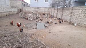 Bakı, torpaq 1 otaqlı, satılır , 3 sot , Sabunçu rayonu, Yeni Ramana